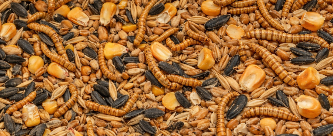 Why Mealworms Make Sense in Poultry Feed