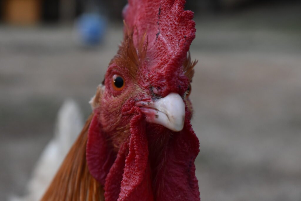 Bubzie, one of the poultry behind our on-farm feeding trials.
