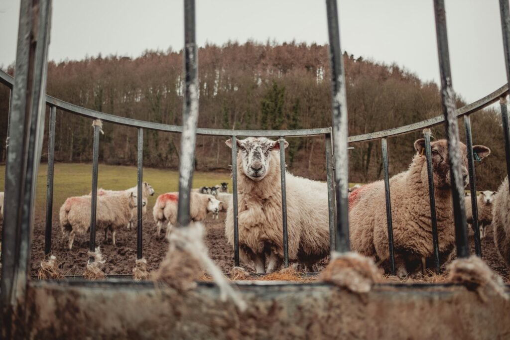 Close-up of sheep standing behind metal feeding rails in a muddy pasture, with a flock gathered in the background and a wooded hillside beyond.